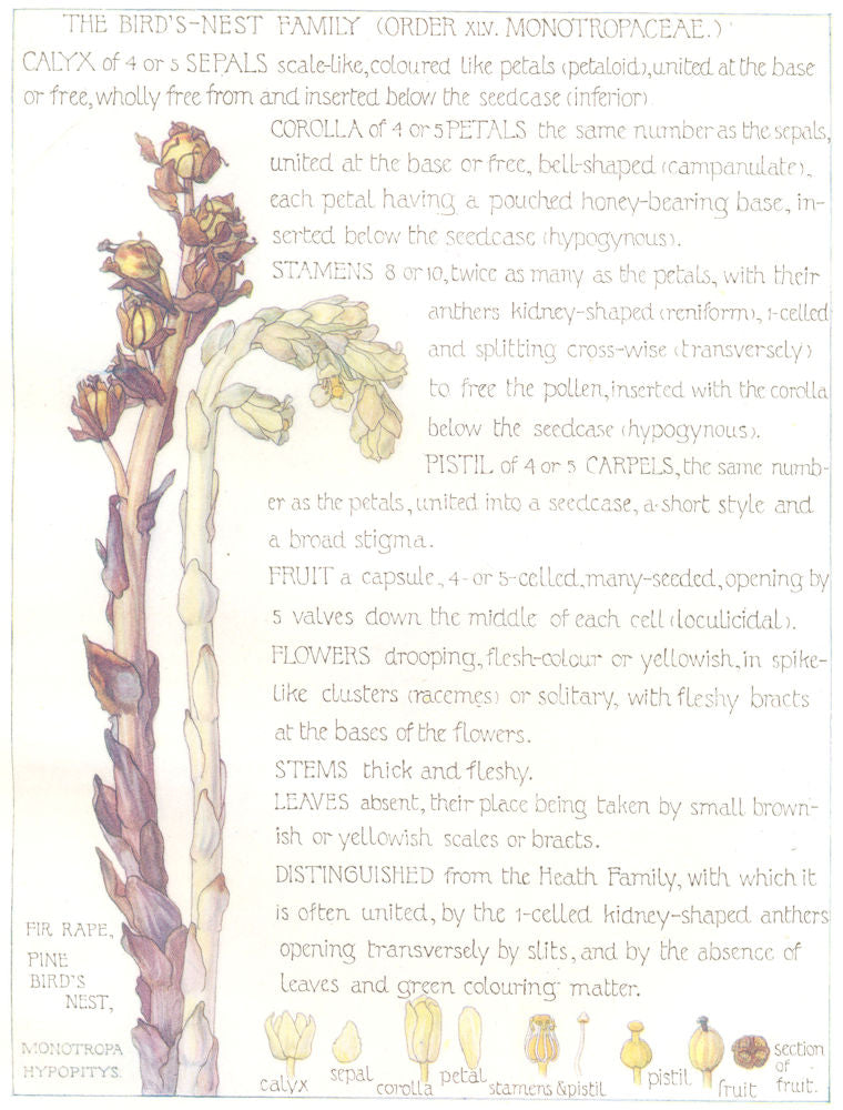 FLOWERS. Bird's-nest Family. Monotropaceae. Fir Rape Pine Bird's Nest 1907